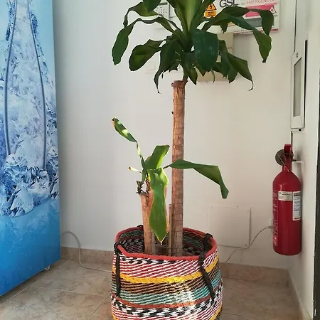旅馆 马拉加莫拉加波尼旅舍 马拉加